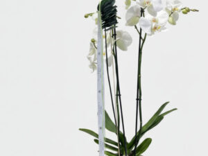 Phalaenopsis blanca