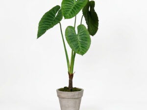 Alocasia Artificial