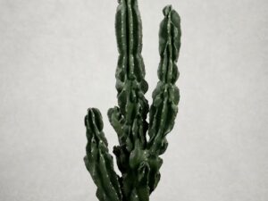 Cactus Artificial